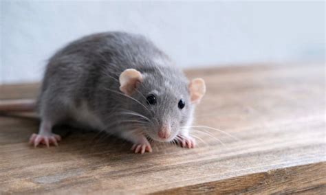 rats